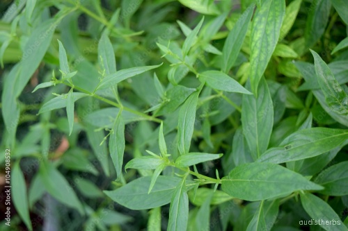 Andrographis panicultata leaf1.jpg